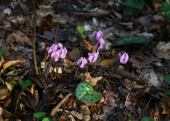 Alpen-Zyklame (Cyclamen purpurascens) - © Emanuel Trummer